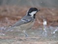 /album/photo-gallery-photogallery/coal-tit-at-cabonero-garrapinos-picture-by-christobel-gomez-jpg/